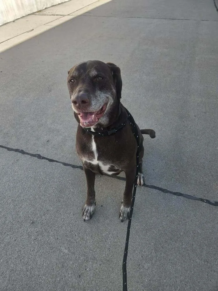 An adult large-sized male Tricolor (Brown, Black, & White) German Shorthaired Pointer dog named Teddy for adoption in Fremont, NE