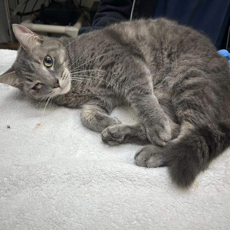 An adult medium-sized female Gray / Blue / Silver Domestic Short Hair cat named Pocahontas for adoption in Galveston, TX