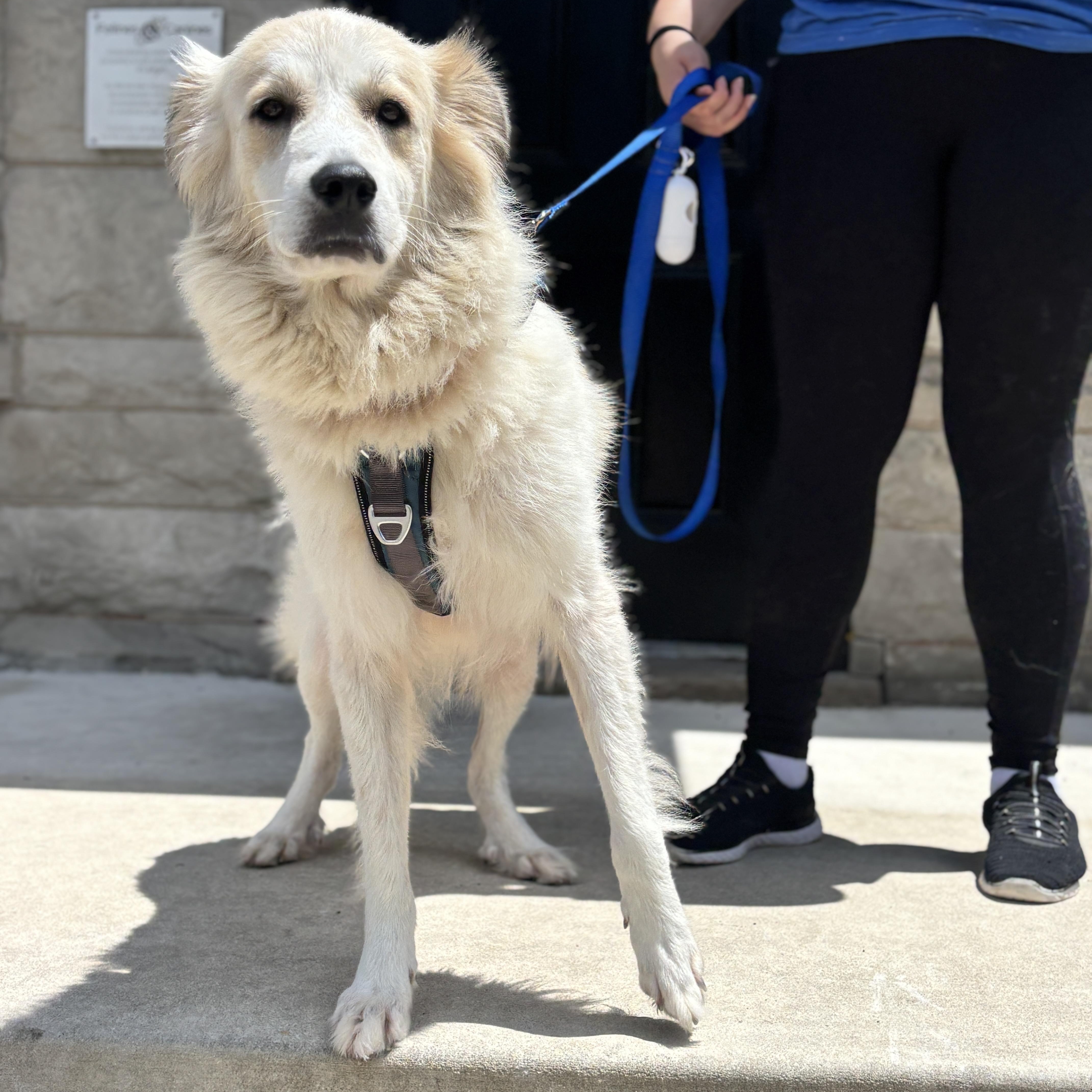 An adult large-sized female Great Pyrenees dog named Malt for adoption in Chicago, IL