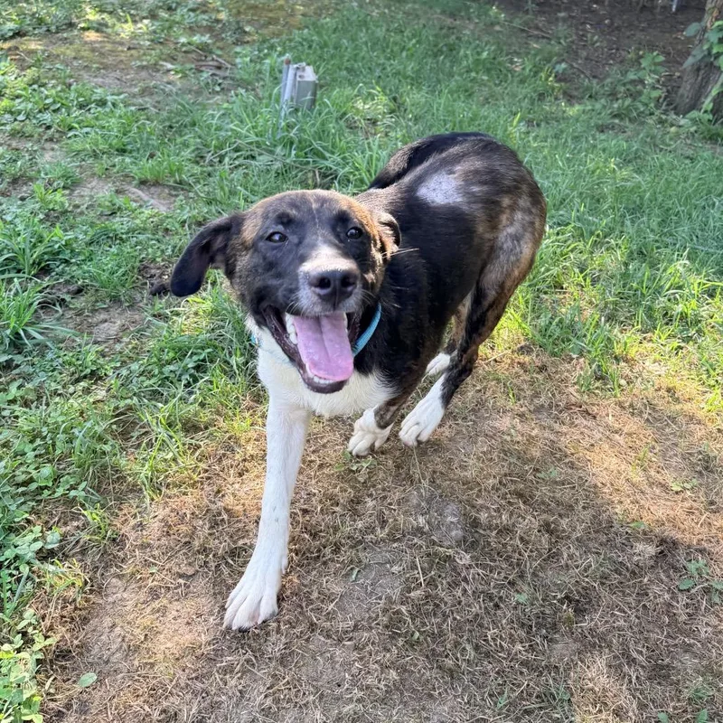 A young small-sized male Brindle Mixed Breed dog named Razzle for adoption in Springboro, OH