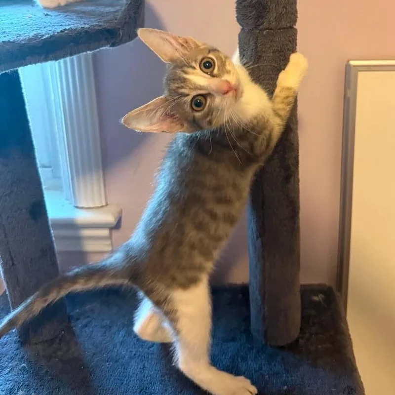A baby small-sized male Gray / Blue / Silver Domestic Short Hair cat named Squidward for adoption in Jarrettsville, MD