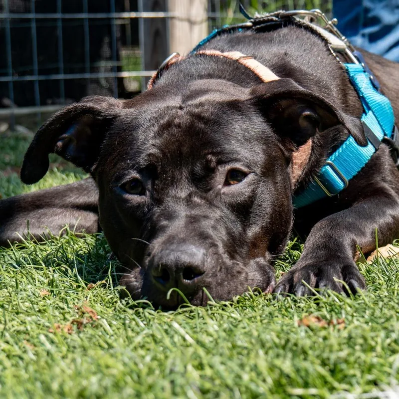 A young medium-sized female Black Pit Bull Terrier dog named Pineapple Mint for adoption in Baltimore, MD