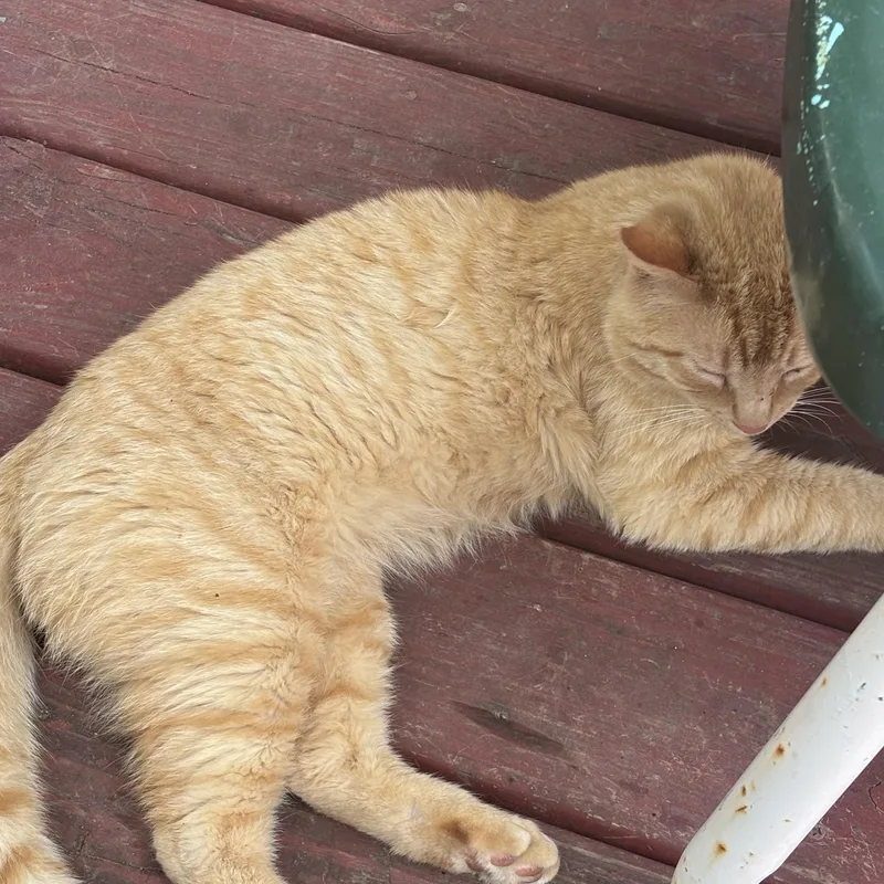 An adult medium-sized male Orange & White Domestic Short Hair cat named Sampson for adoption in GALESVILLE, WI