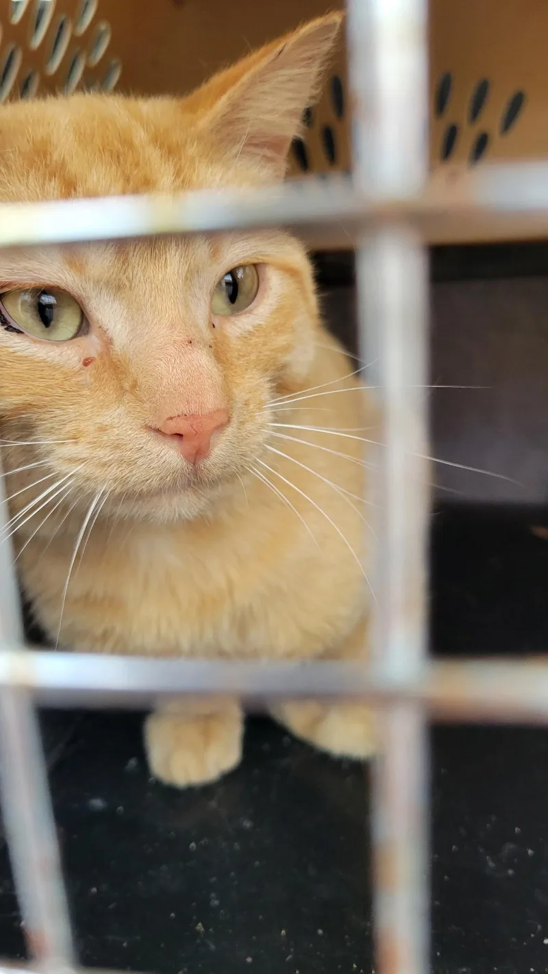 Sampson thumbnail 4