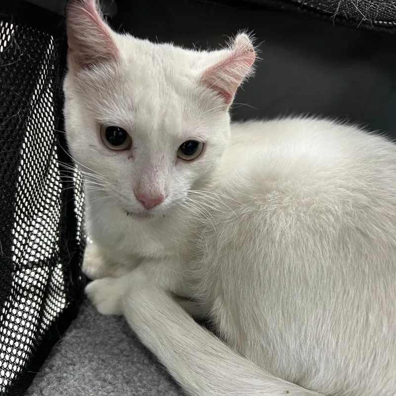 An adult medium-sized male White Domestic Short Hair cat named Honey for adoption in Novelty, OH