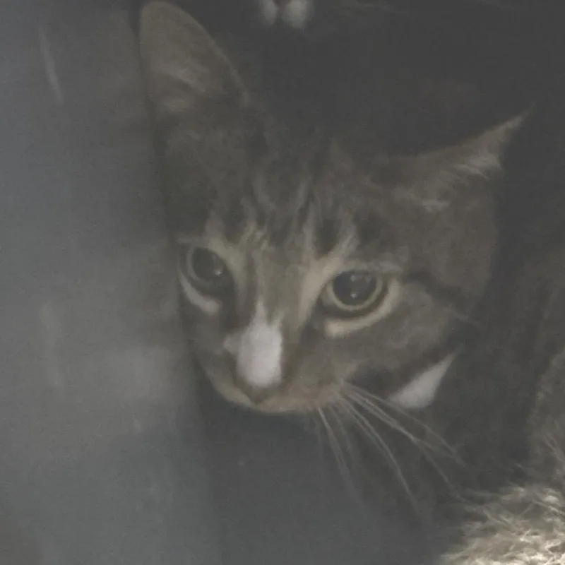 An adult medium-sized male Brown / Chocolate Domestic Short Hair cat named Praying Mantis for adoption in DeKalb, IL