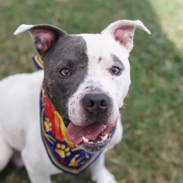 A young medium-sized male American Staffordshire Terrier dog named Johnny for adoption in San Antonio, TX