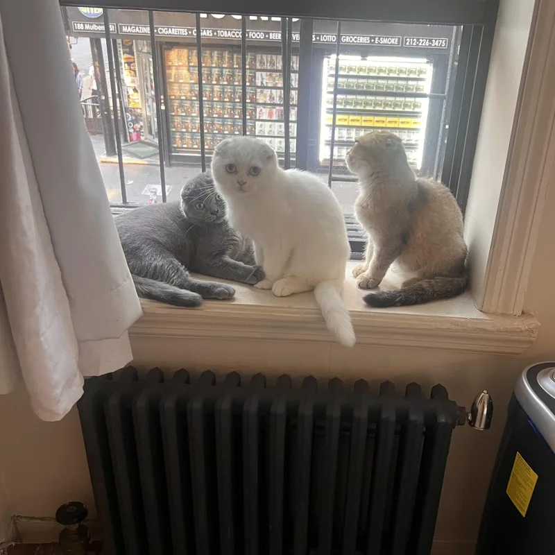 A baby medium-sized male Scottish Fold cat named Cupid for adoption in Brooklyn, NY