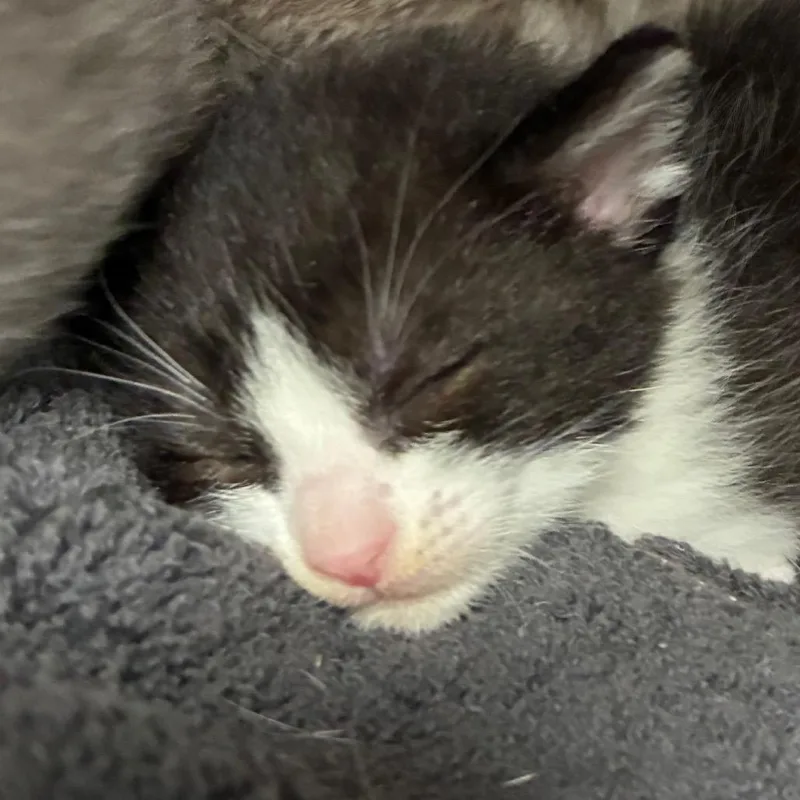 A baby small-sized female Black Domestic Short Hair cat named Cheese for adoption in Yuma, AZ
