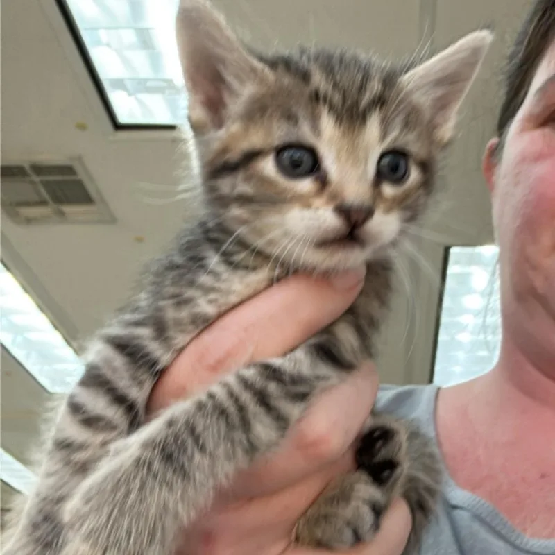 A baby small-sized female Brown / Chocolate Domestic Short Hair cat named Bandage for adoption in Hattiesburg, MS