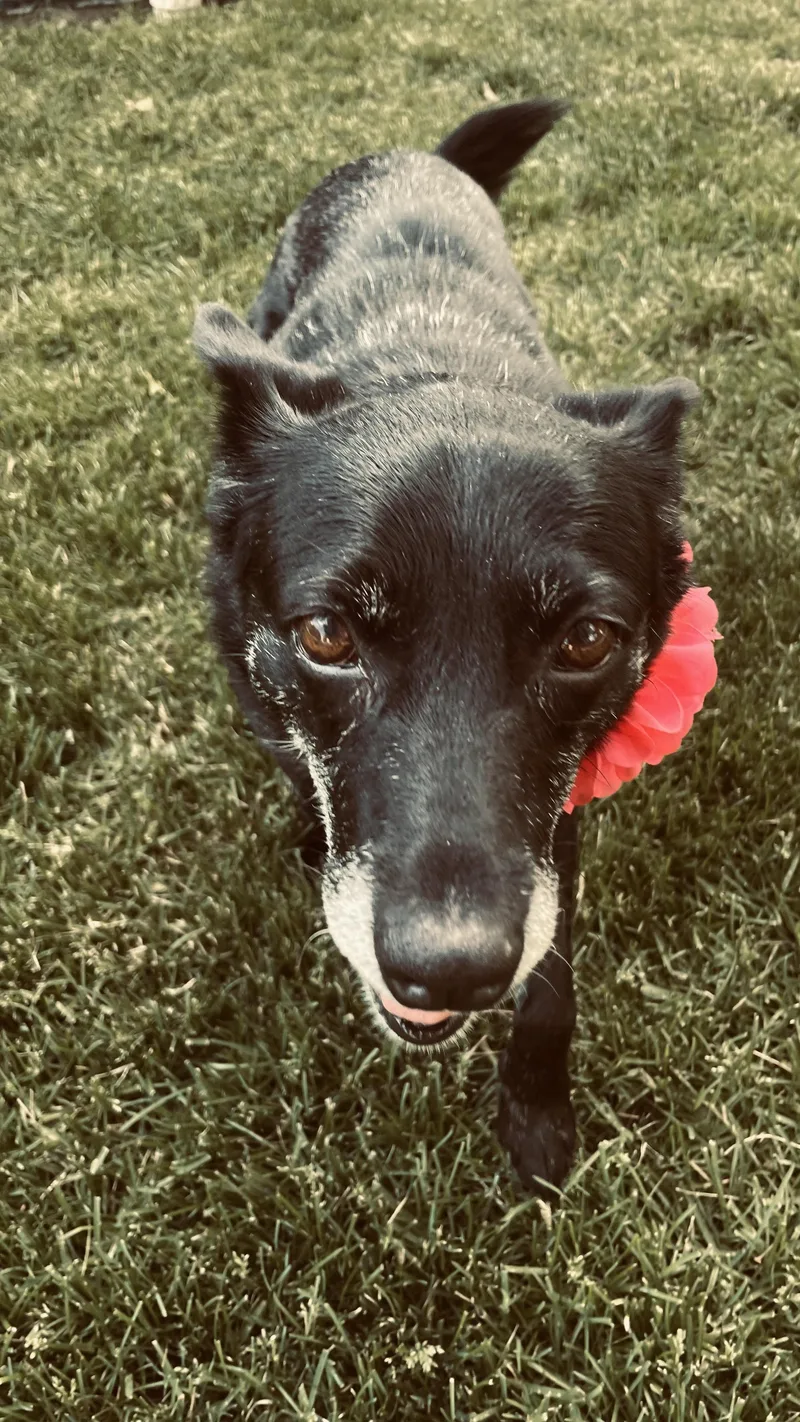 A senior medium-sized female Shepherd dog named Baby for adoption in Palatine, IL
