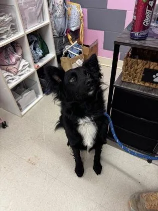 An adult medium-sized male Border Collie dog named Little Bear for adoption in Columbus, IN