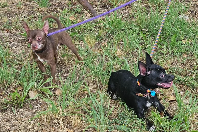 An adult small-sized male Chihuahua dog named Brownie for adoption in Vineland, NJ