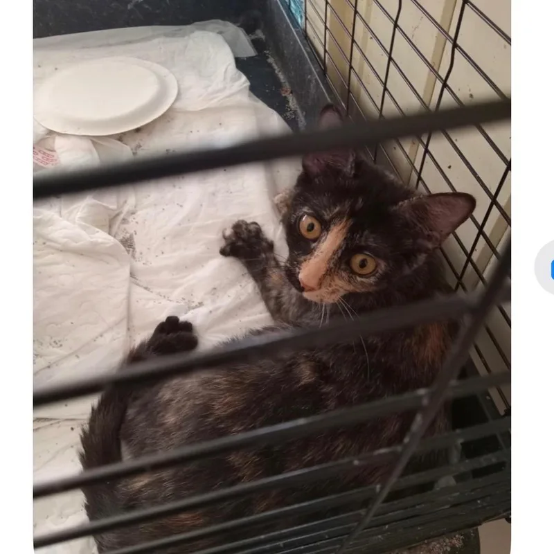 A young small-sized female Domestic Medium Hair cat named Caroline for adoption in Fredericksburg, TX
