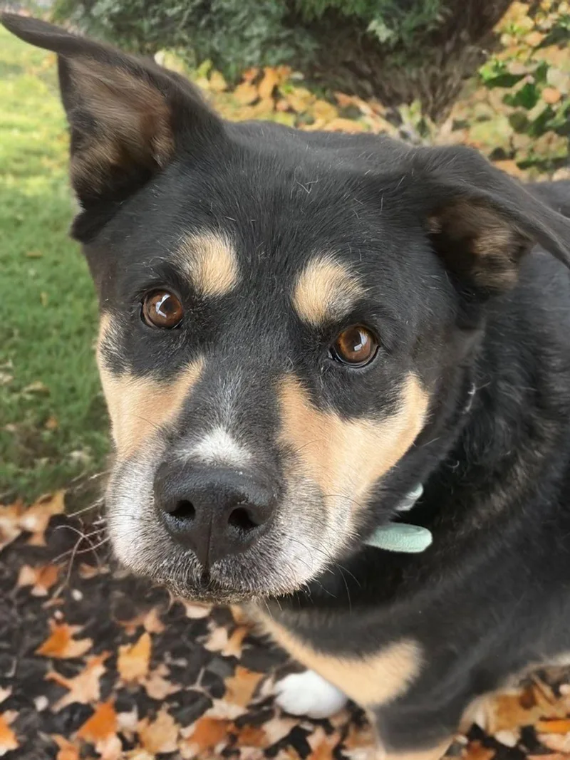 An adult large-sized male Black Shepherd dog named Blackberrybear for adoption in Kingman, AZ