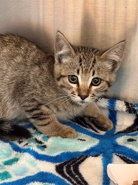 A baby medium-sized male Domestic Short Hair cat named Sandlot for adoption in Tustin, CA