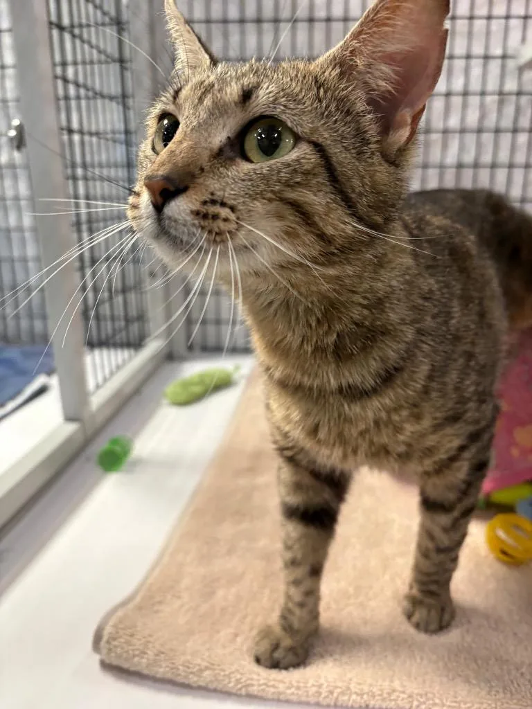 A young medium-sized female Domestic Short Hair cat named Morrina for adoption in Raleigh, NC