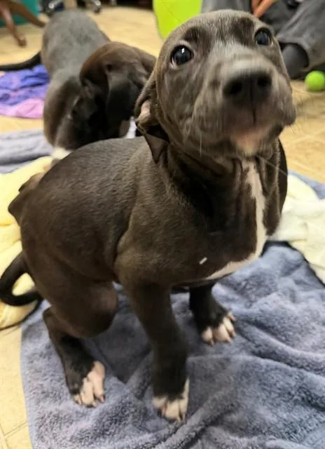 A baby small-sized female Labrador Retriever dog named Durga for adoption in Augusta, GA