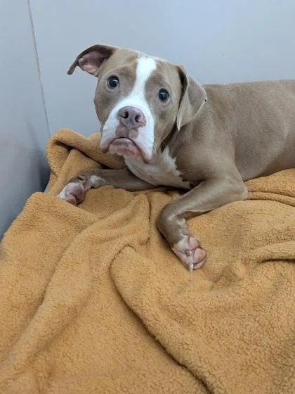 An adult large-sized male Mixed Breed dog named Gizmo for adoption in Louisburg, NC