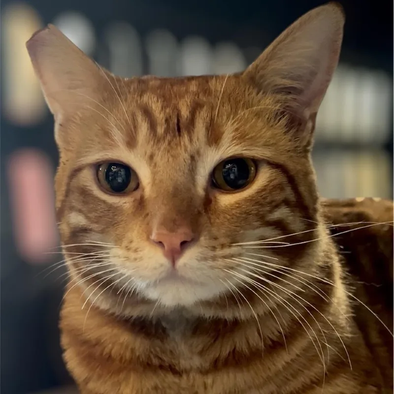 An adult small-sized male Orange / Red Domestic Short Hair cat named Rodney for adoption in Pacific Palisades, CA
