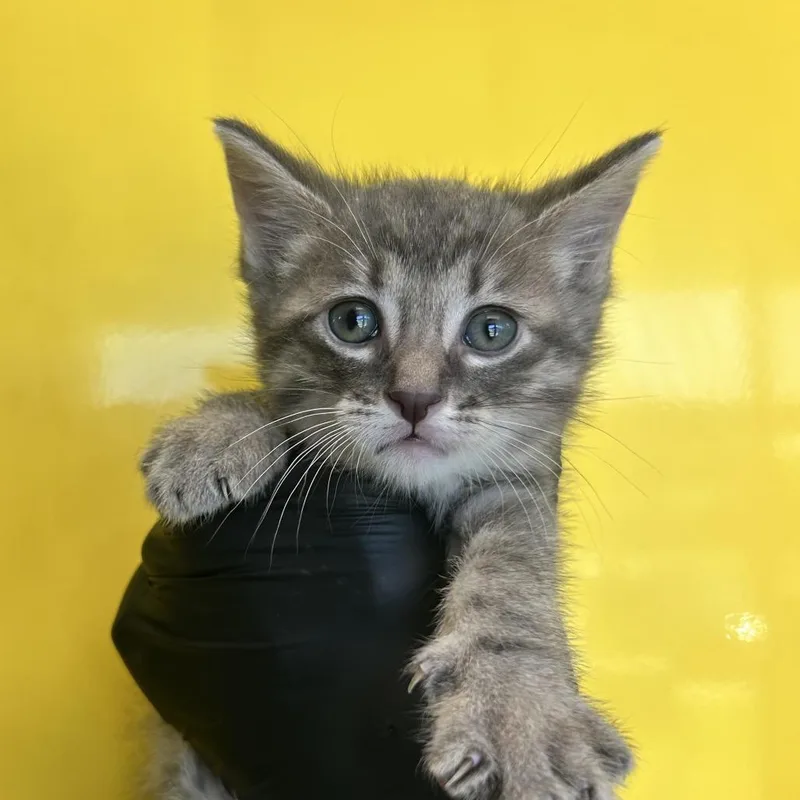 A baby small-sized male Gray / Blue / Silver Domestic Short Hair cat named Map for adoption in Abilene, TX