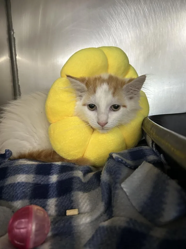 A baby small-sized male Domestic Short Hair cat named Nacho for adoption in New Manchester, WV