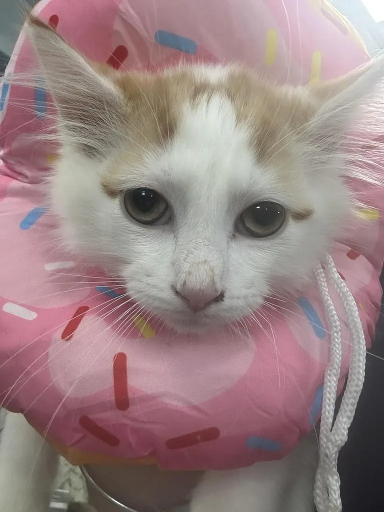 Nacho thumbnail 2