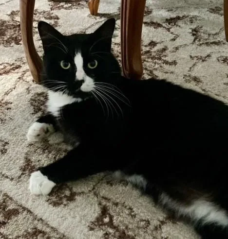 An adult extra large-sized male Black & White / Tuxedo Domestic Medium Hair cat named Bubba for adoption in Mansfield Center, CT