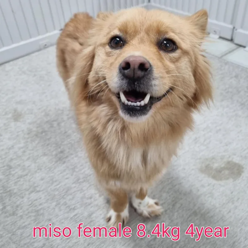 An adult small-sized female Pomeranian dog named Miso for adoption in Duluth, GA