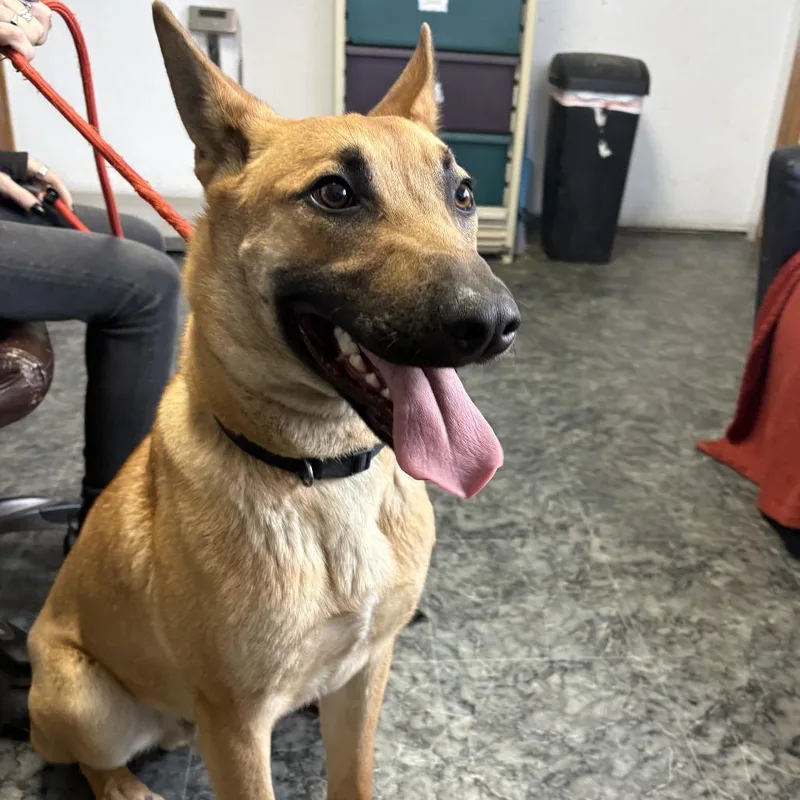 A young large-sized male Belgian Shepherd / Malinois dog named Rex for adoption in Othello, WA