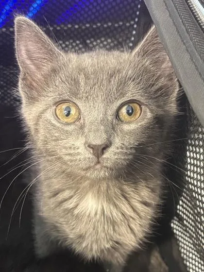 A baby small-sized female Domestic Short Hair cat named Dolly for adoption in West Chester, PA