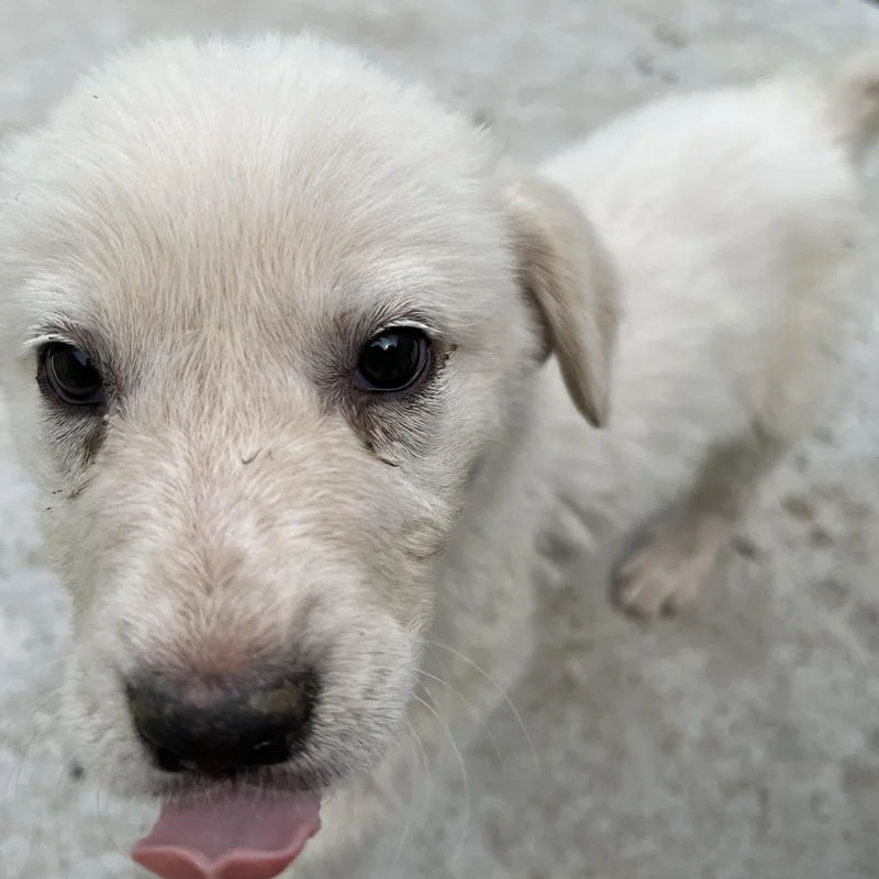 A baby large-sized male Great Pyrenees dog named Moose for adoption in Bowdoin, ME