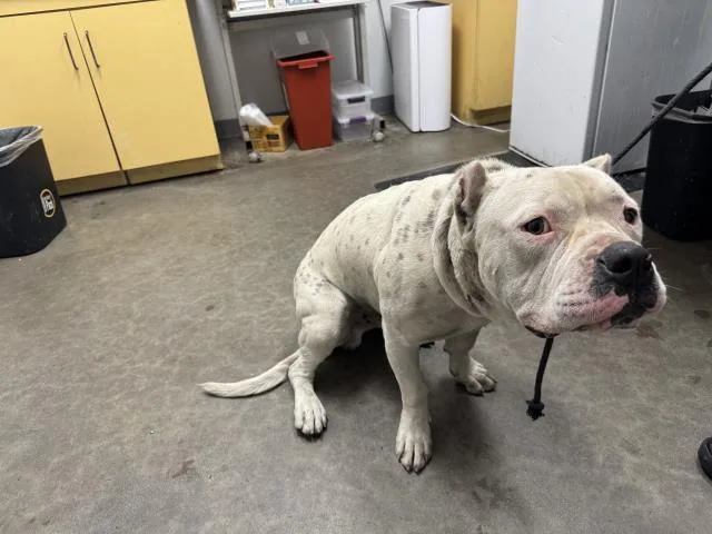 An adult extra large-sized male American Staffordshire Terrier dog named Miclo for adoption in Los Angeles, CA