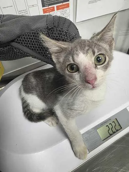 A baby small-sized female Domestic Short Hair cat named Hero for adoption in Sevierville, TN