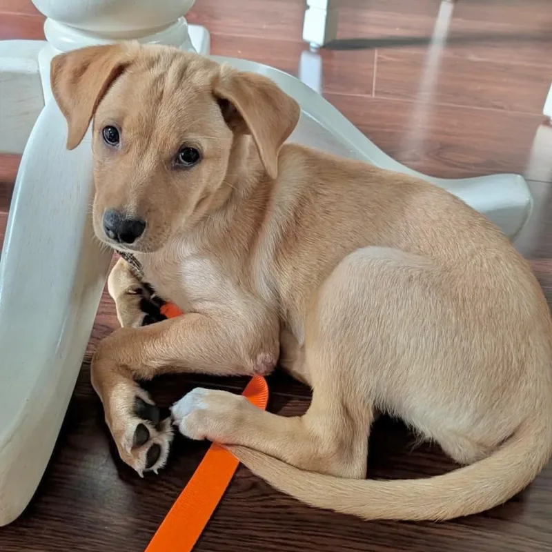 A baby large-sized female White / Cream Labrador Retriever dog named Liana for adoption in Yaphank, NY
