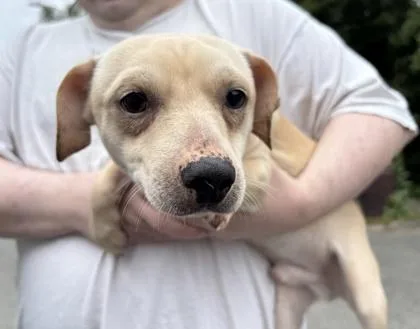 A young small-sized male Chihuahua dog named Oreo for adoption in Seattle, WA