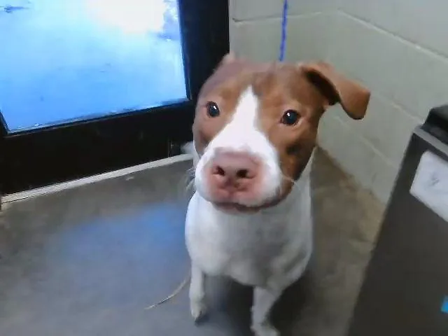 A young large-sized male Pit Bull Terrier dog named Armani for adoption in Tulsa, OK