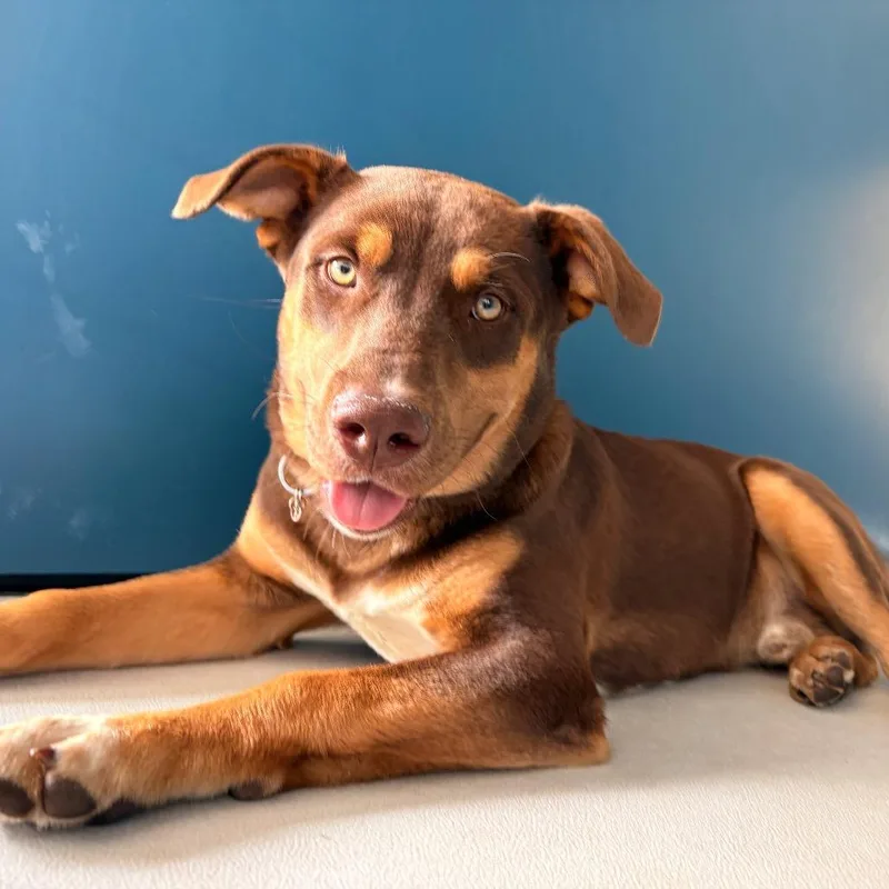 A young medium-sized male Brown / Chocolate American Staffordshire Terrier dog named Deuce for adoption in Greenville, SC