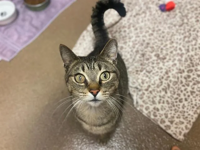 A young small-sized male Domestic Short Hair cat named Jethro for adoption in Fort Wayne, IN
