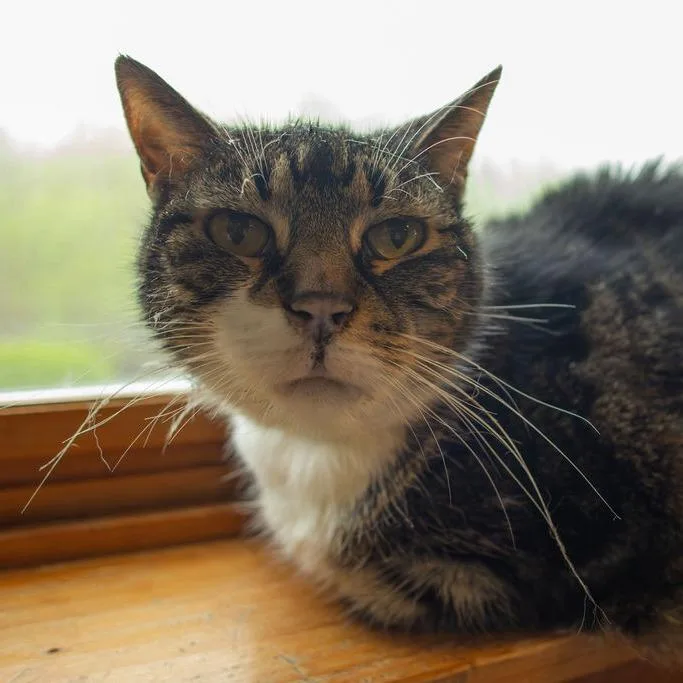 A senior medium-sized male Brown / Chocolate Domestic Short Hair cat named Captain $ for adoption in Brimfield, MA