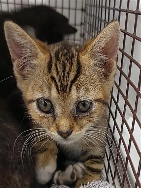 A baby small-sized female Domestic Short Hair cat named Vasquez for adoption in Fort Lauderdale, FL