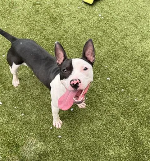 A young medium-sized male Pit Bull Terrier dog named Bobble for adoption in Toledo, OH