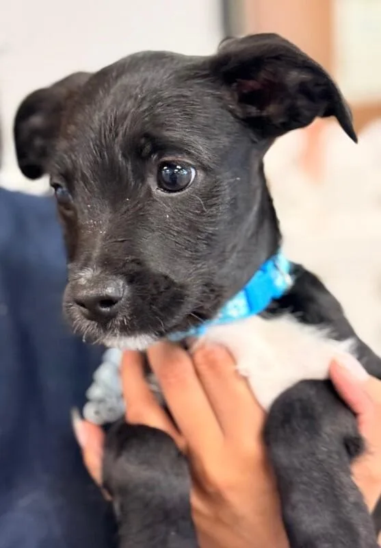 A baby small-sized female Black Terrier dog named Pignoli for adoption in Van Nuys, CA