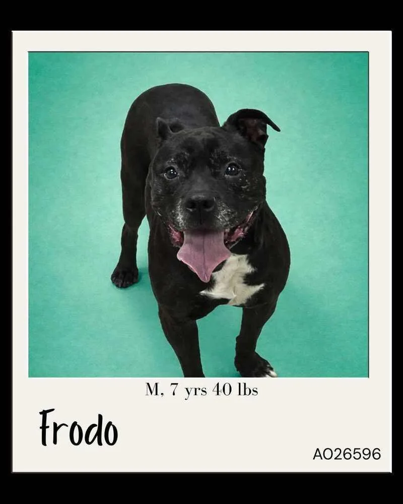 An adult medium-sized male Tricolor (Brown, Black, & White) Mixed Breed dog named Frodo for adoption in Tigard, OR