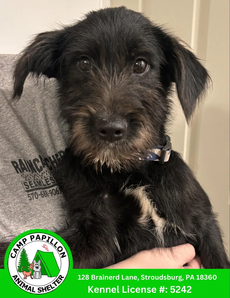 A young medium-sized male Mixed Breed dog named Raphael for adoption in Stroudsburg, PA