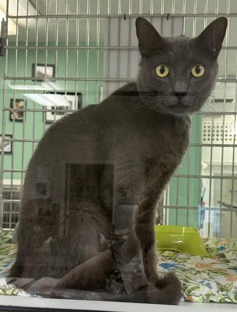 An adult medium-sized male Domestic Short Hair cat named Stormy for adoption in Sarasota, FL