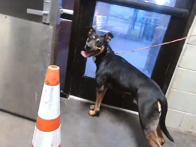 Mailman