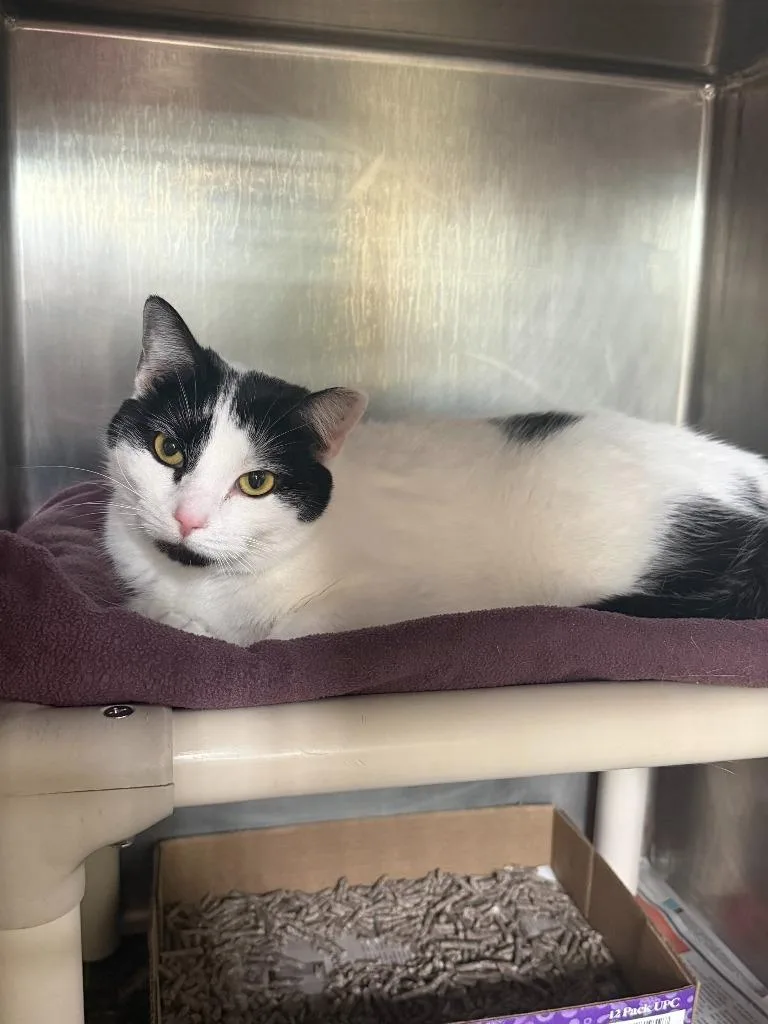 A young medium-sized female Domestic Short Hair cat named Double Bass for adoption in Cincinnati, OH