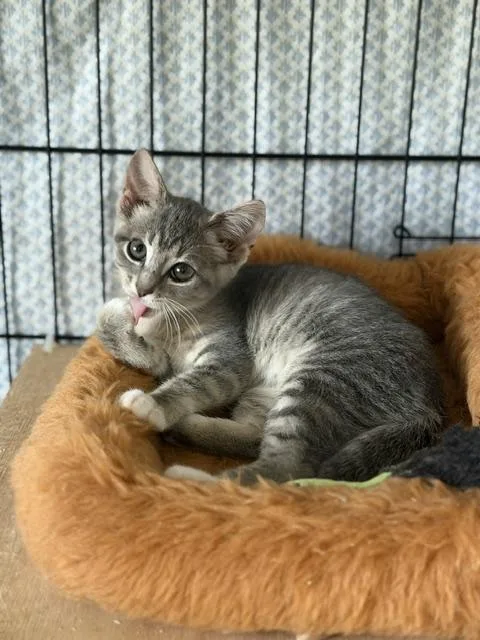 A baby small-sized female Gray & White Domestic Short Hair cat named Mochi for adoption in Manorville, NY