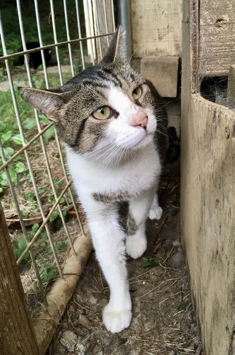 An adult large-sized male Tabby (Gray / Blue / Silver) Domestic Short Hair cat named Andi for adoption in Stuart, VA